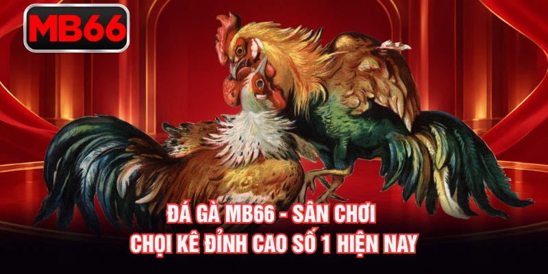 Đá Gà MB66 - Sân Chơi Chọi Kê Đỉnh Cao Số 1 Hiện Nay